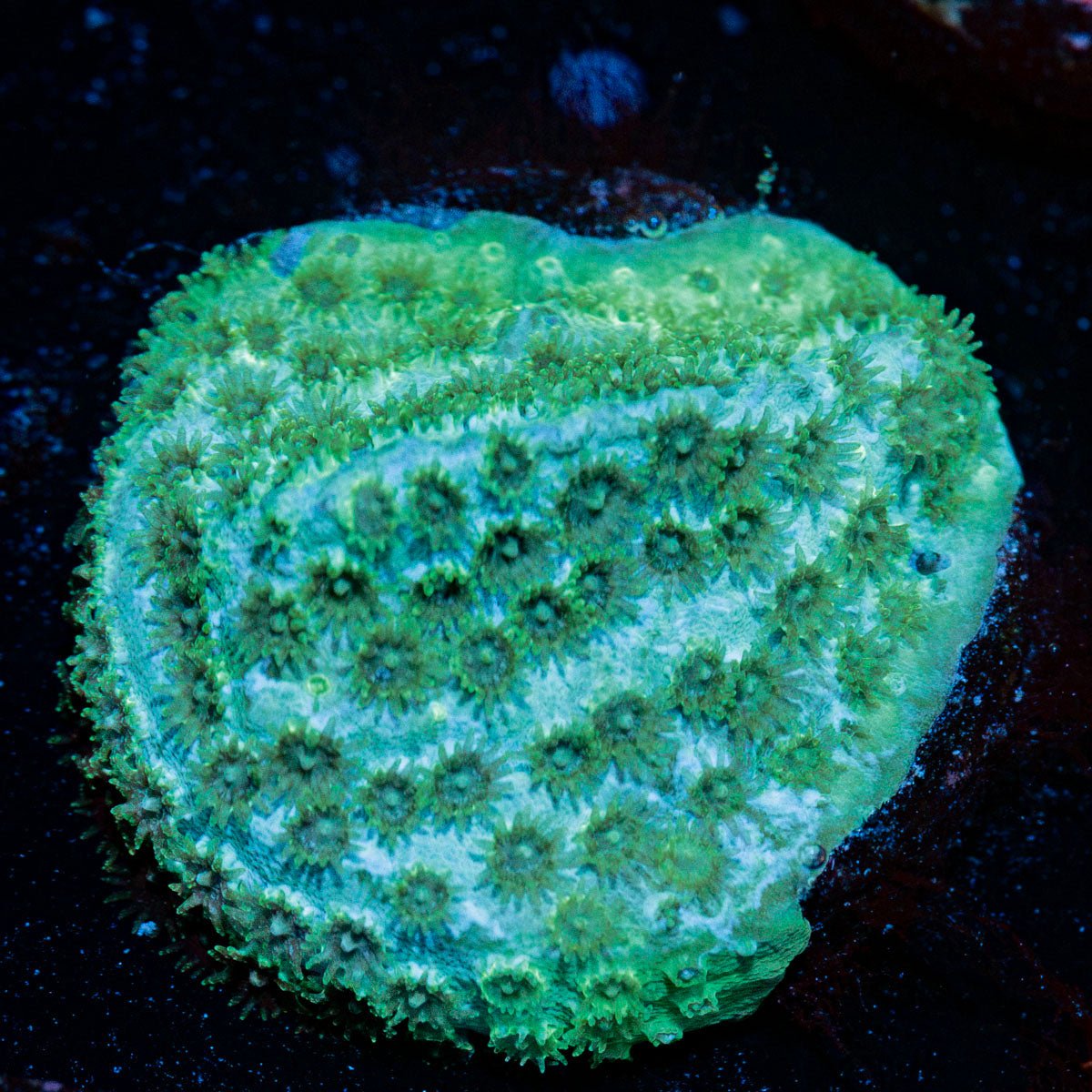 Seagrass Cypreastre coral with encrusting growth in reef aquarium