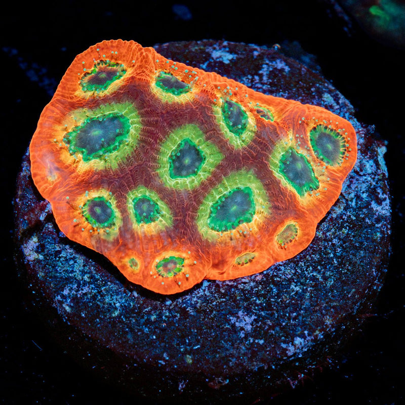 Sector 001 Favia Coral with encrusting growth in reef aquarium