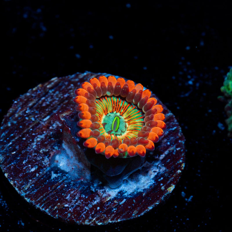 Seduction Zoanthid Coral colony growth in reef aquarium