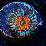 Seduction Zoanthid Coral with colony growth in reef aquarium