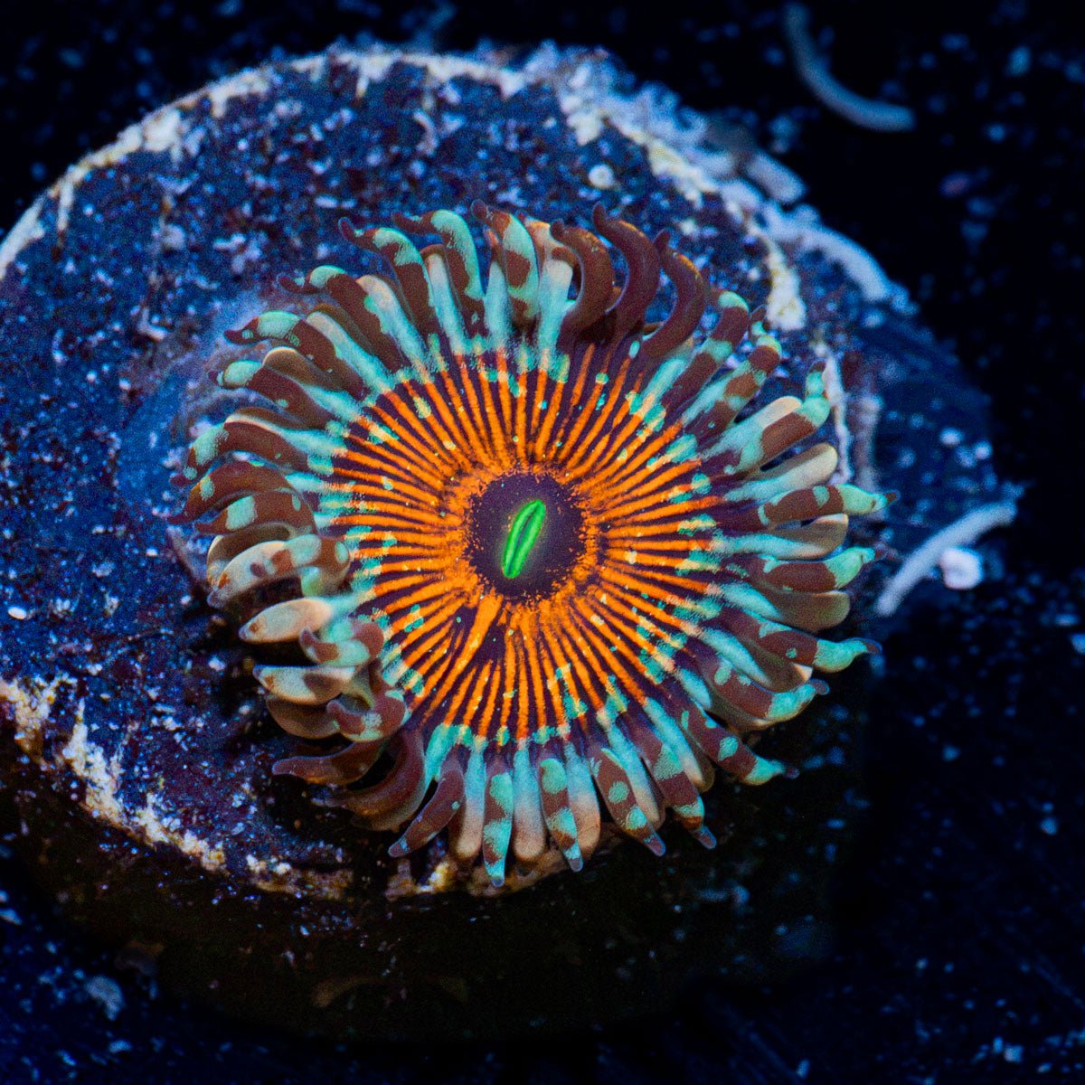 Seduction Zoanthid Coral with colony growth in reef aquarium