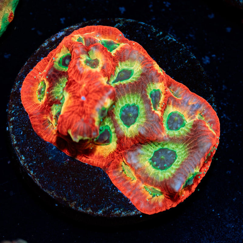 Setor 007 Favia Coral