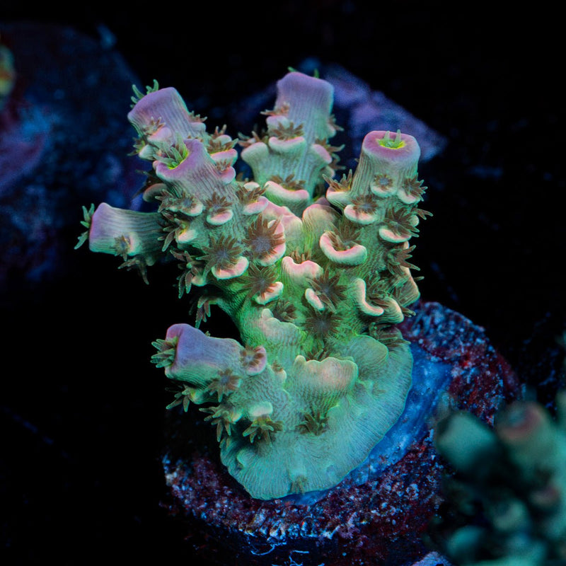 Shocker Acropora coral with branching growth in reef aquarium