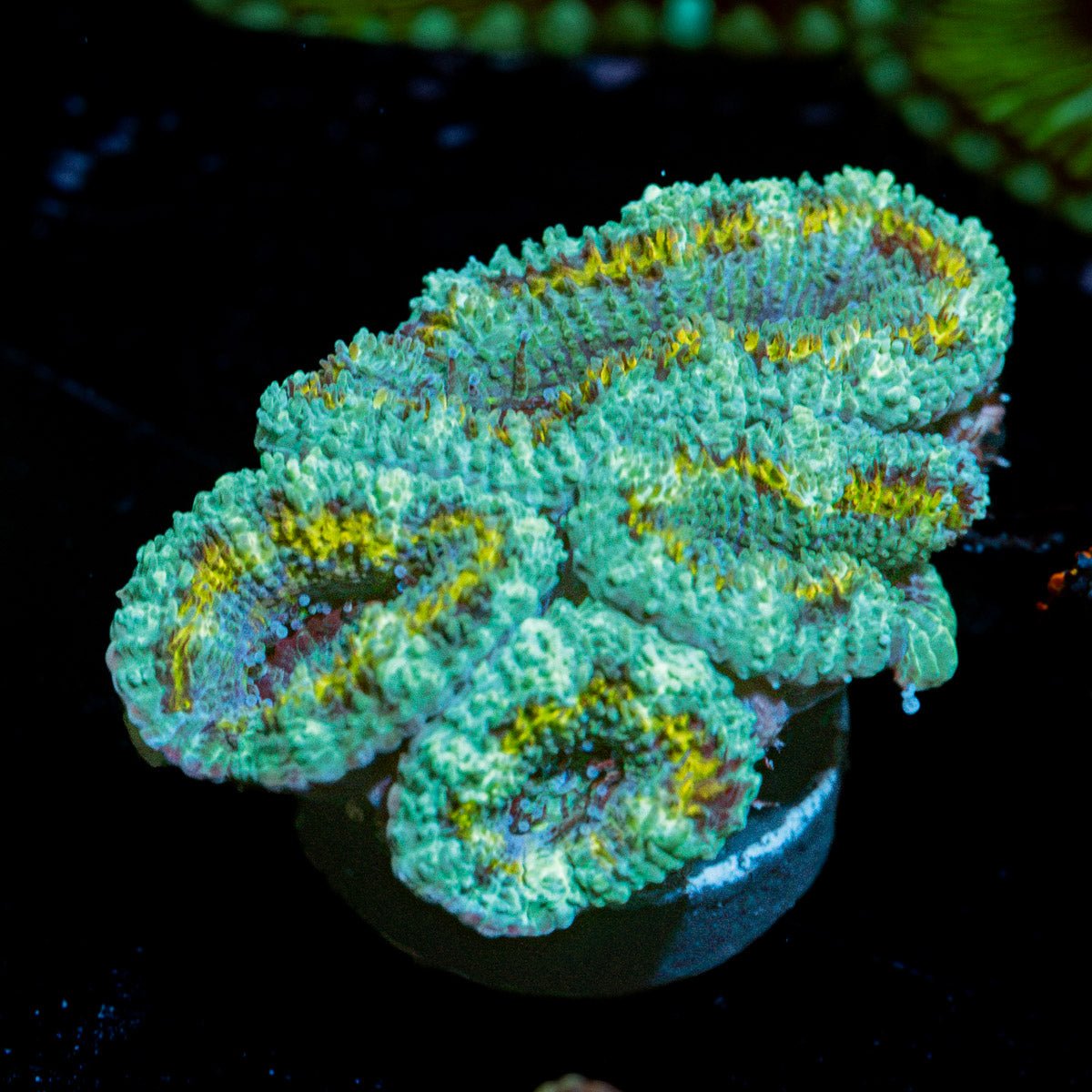 Shockwave Acan Micromussa Coral with fleshy polyps in reef aquarium