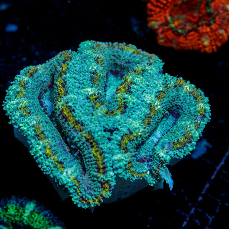 Shockwave Acan Micromussa Coral with fleshy polyps in reef aquarium