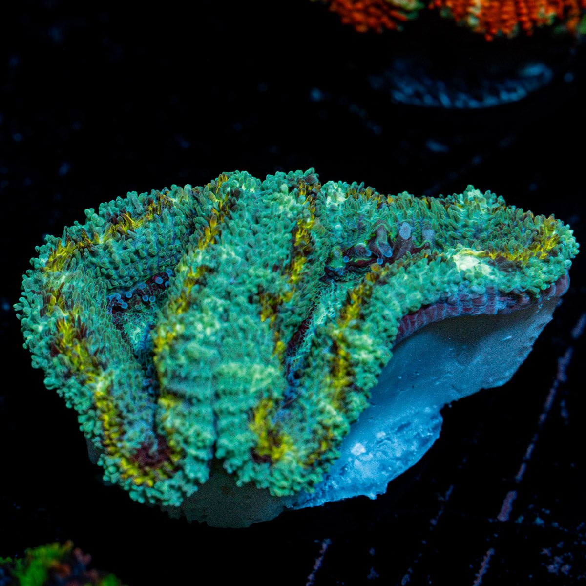 Shockwave Acan Micromussa Coral with fleshy polyps in reef aquarium