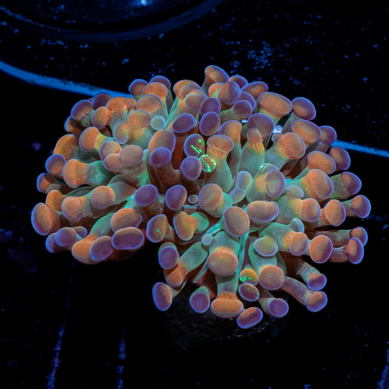 Sick and twisted Hammer Coral with branching fleshy heads in reef aquarium