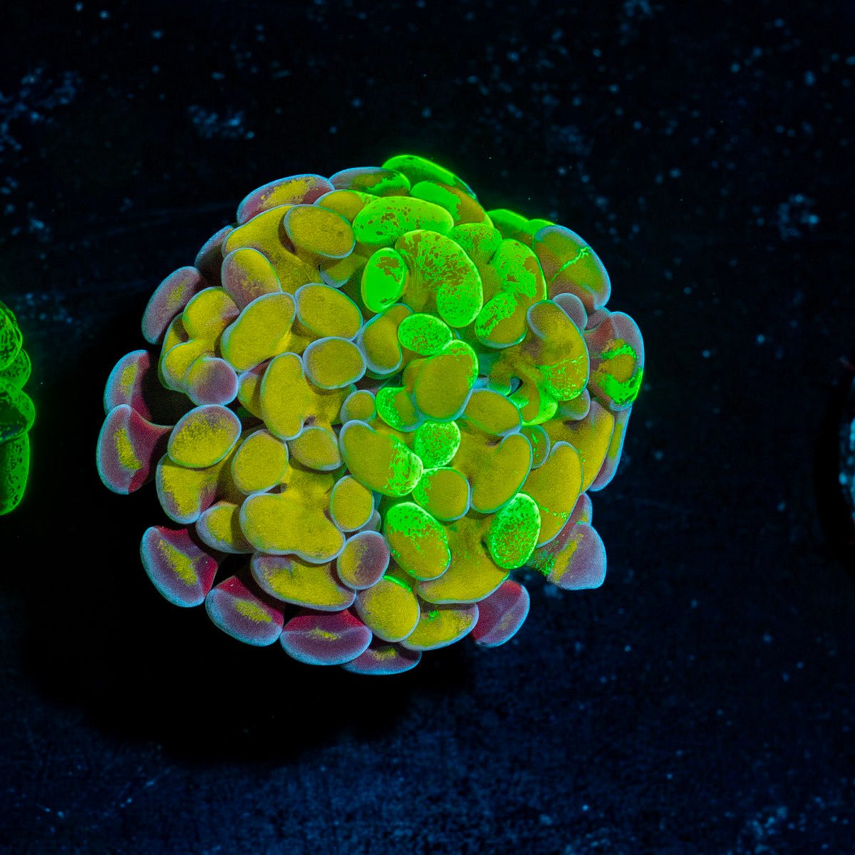 Sick And Twisted Hammer Euphyllia Coral with branching fleshy heads in reef aquarium