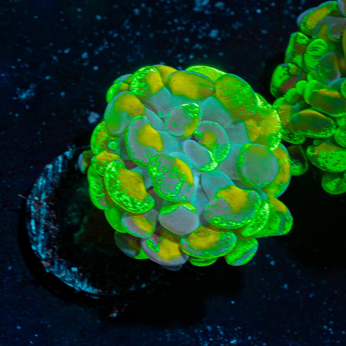 Sick And Twisted Hammer Euphyllia Coral with branching fleshy heads in reef aquarium