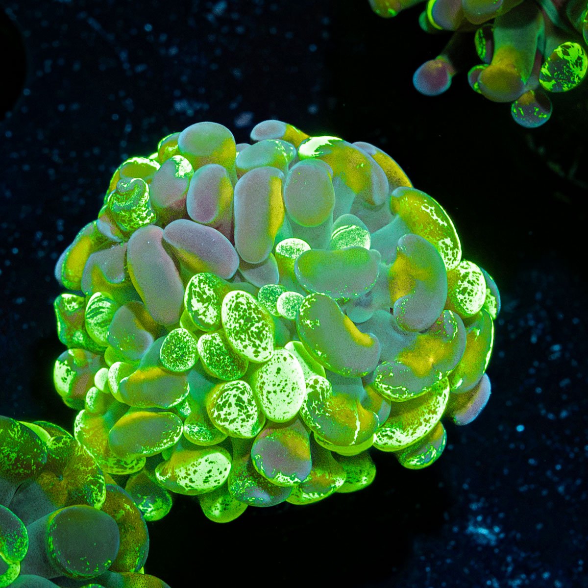 Sick And Twisted Hammer Euphyllia Coral with branching fleshy heads in reef aquarium