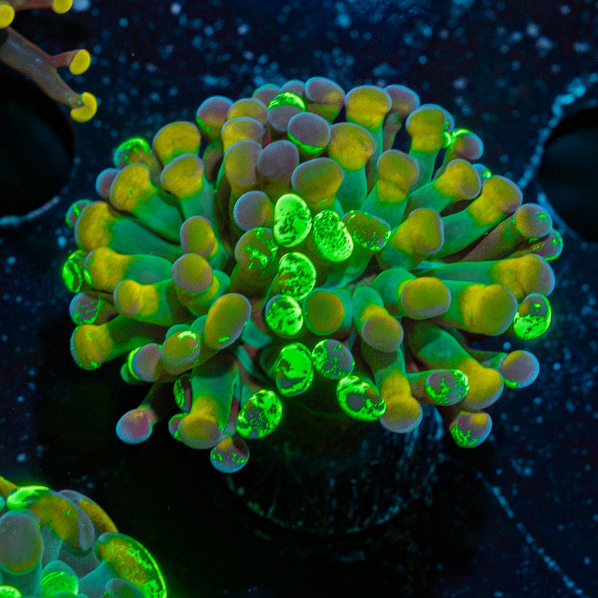Sick And Twisted Hammer Euphyllia Coral with branching fleshy heads in reef aquarium