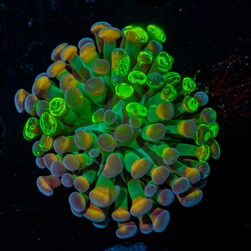 Sick And Twisted Hammer Euphyllia coral with branching fleshy heads in reef aquarium