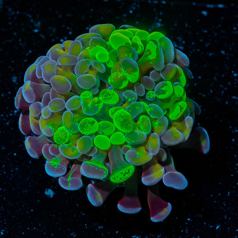 Sick And Twisted Hammer Euphyllia coral with branching fleshy heads in reef aquarium
