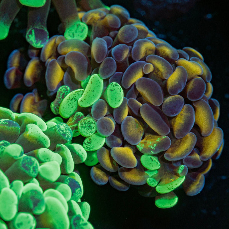 Sick & Twisted Hammer Coral