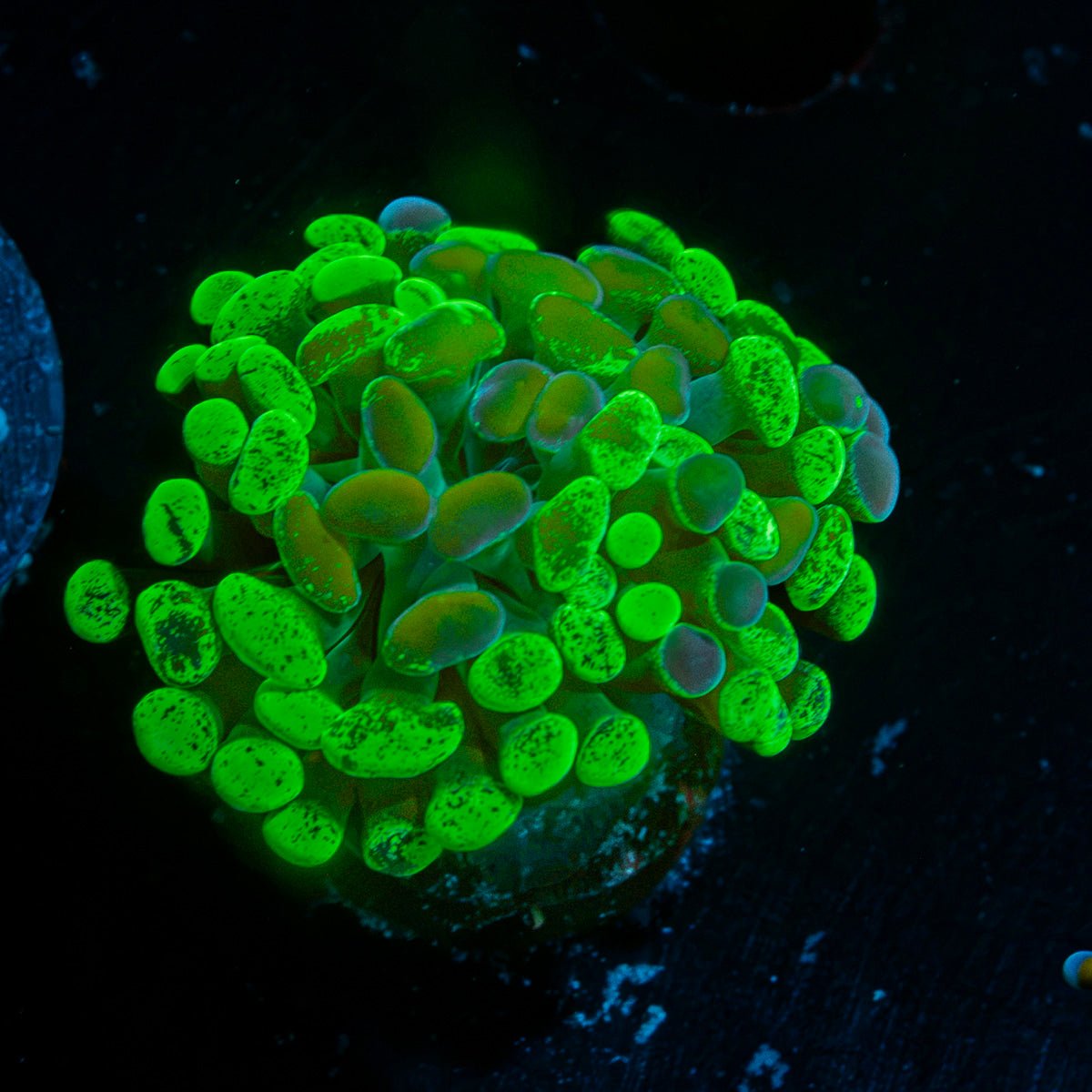 Sick & Twisted Hammer Coral with branching fleshy heads in reef aquarium