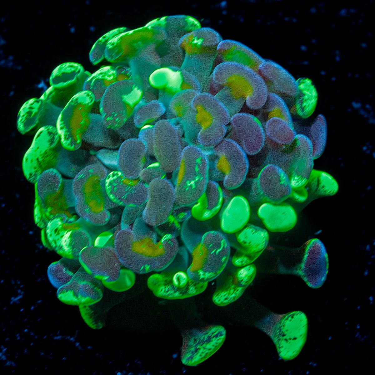 Sick & Twisted Hammer Coral with branching fleshy heads in reef aquarium