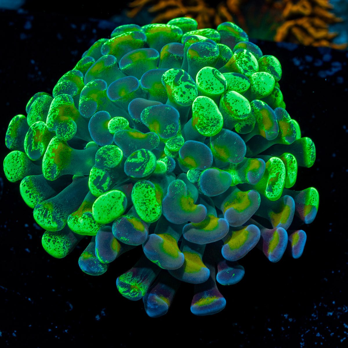 Sick & Twisted Hammer Coral with branching fleshy heads in reef aquarium