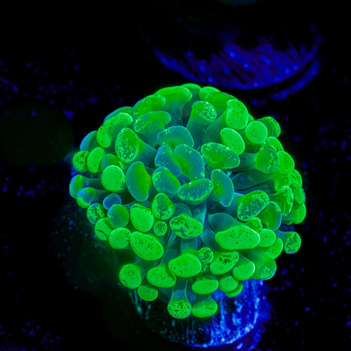 Sick & Twisted Hammer Coral with branching fleshy heads in reef aquarium