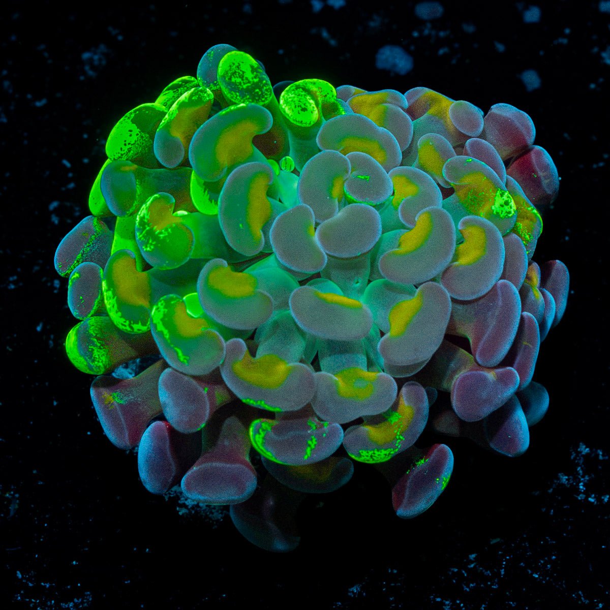 Sick & Twisted Hammer Coral with branching fleshy heads in reef aquarium