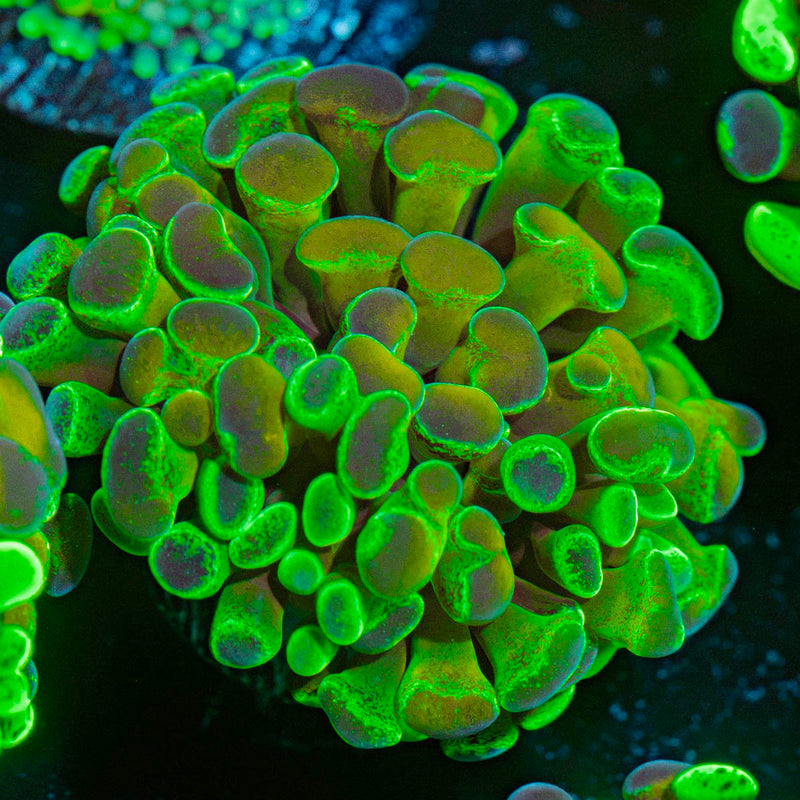 Sick & Twisted Hammer Coral with branching fleshy heads in reef aquarium