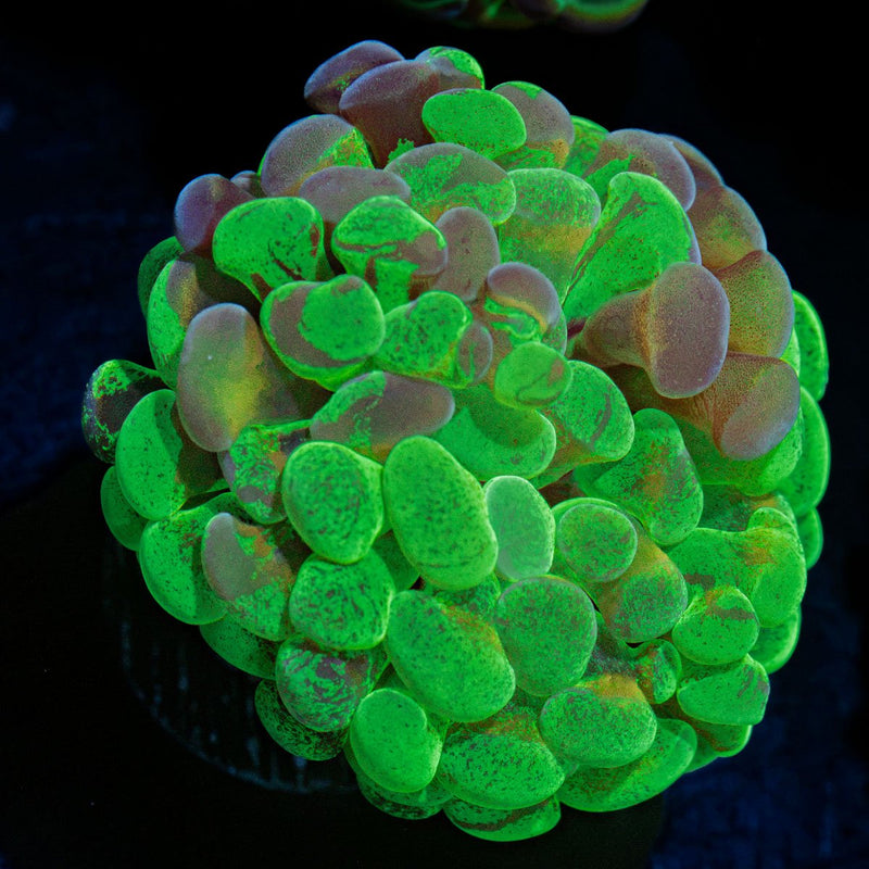 Sick & Twisted Hammer Euphyllia Coral with branching fleshy heads in reef aquarium