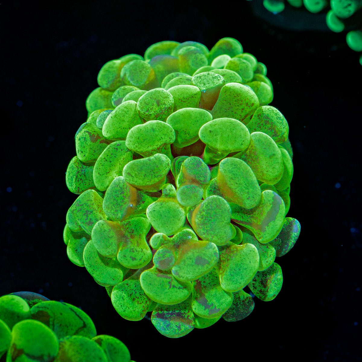 Sick & Twisted Hammer Euphyllia Coral with branching fleshy heads in reef aquarium