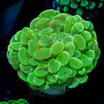 Sick & Twisted Hammer Euphyllia Coral with branching fleshy heads in reef aquarium
