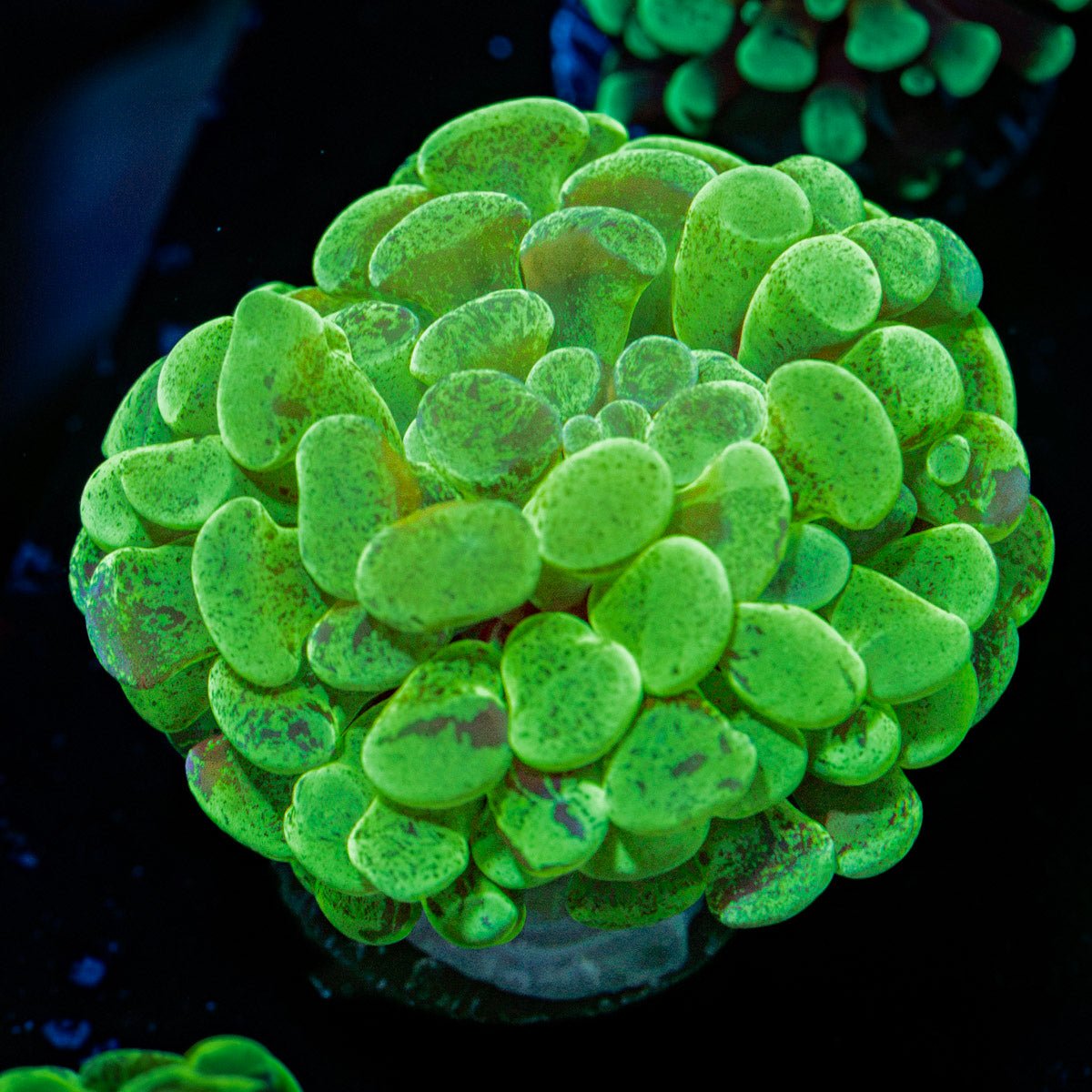 Sick & Twisted Hammer Euphyllia Coral with branching fleshy heads in reef aquarium