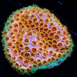 Skittles Bomb Cyphastrea with encrusting appearance in a saltwater aquarium