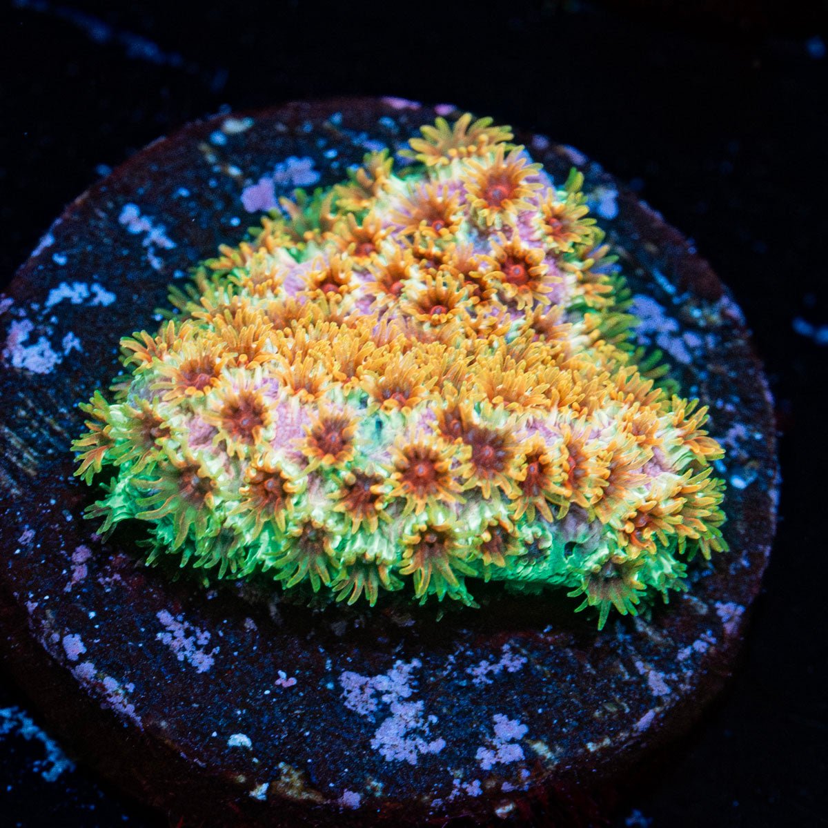 Skittles Bomb Cyphastrea with encrusting appearance in a saltwater aquarium