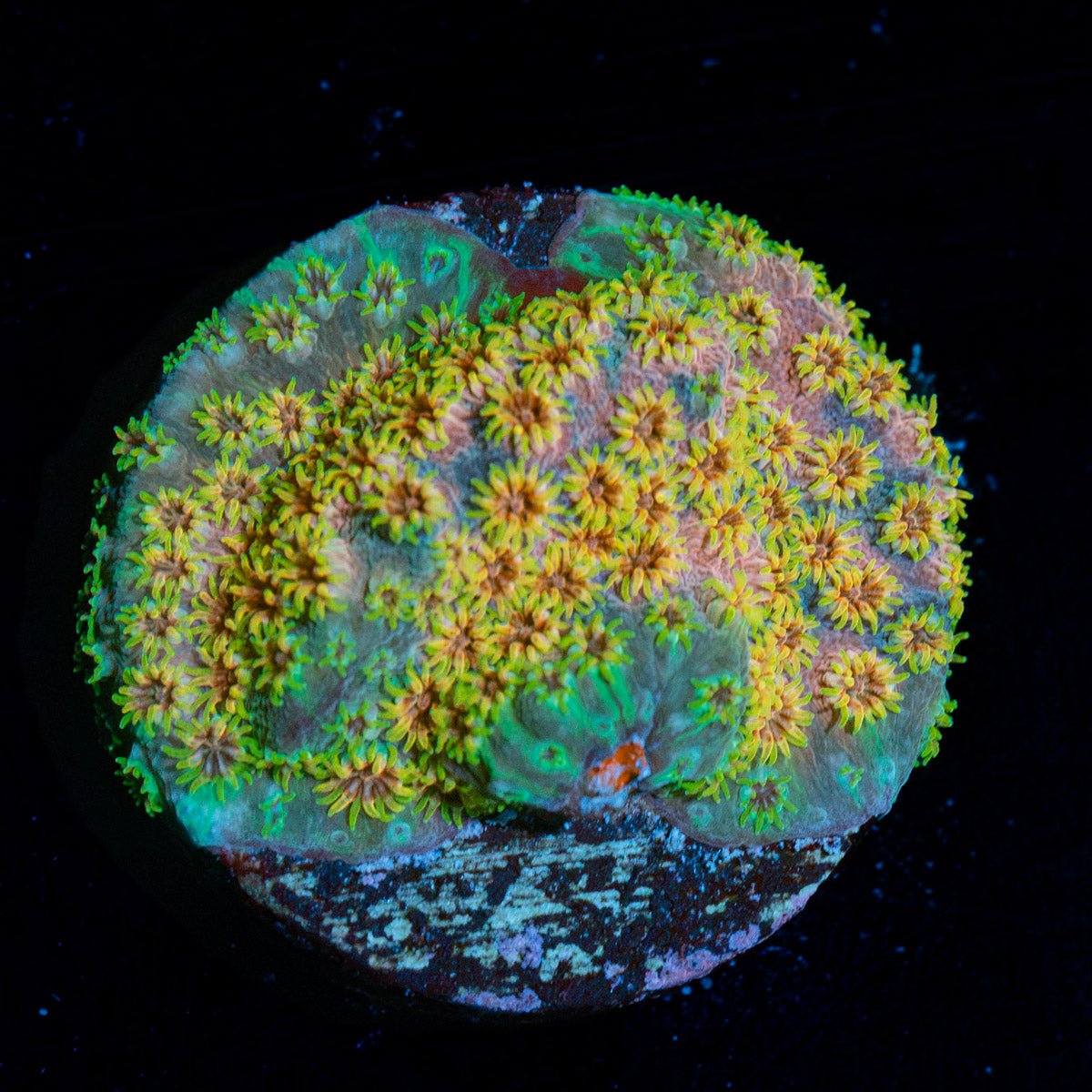 Skittles Bomb Cyphastrea Coral with encrusting growth in reef aquarium