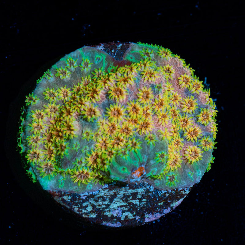 Skittles Bomb Cyphastrea Coral with encrusting growth in reef aquarium