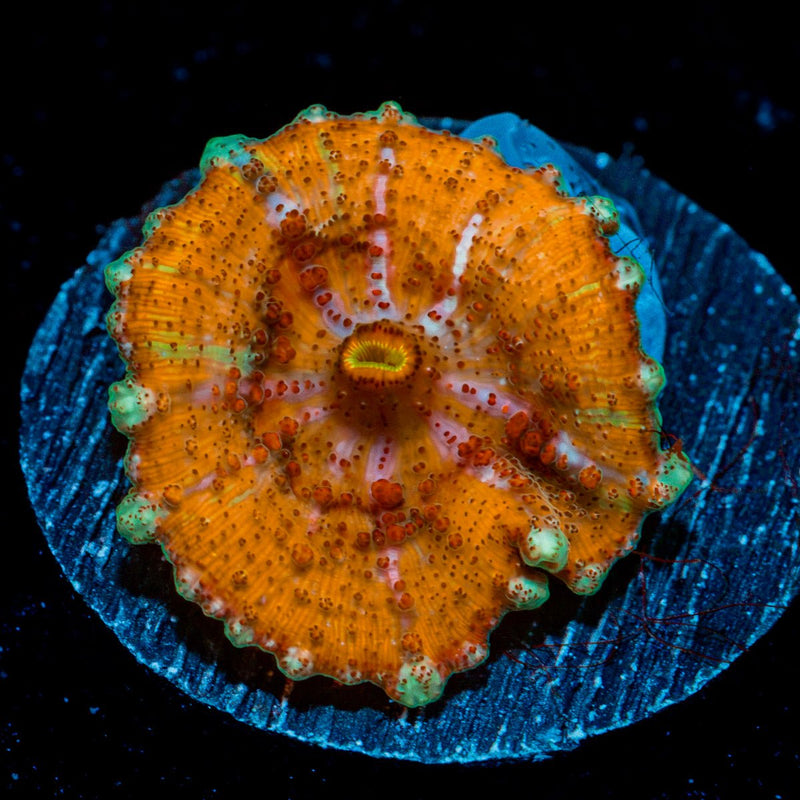 Small Orange Umbrella Mushroom Coral with mushroom disc in reef aquarium
