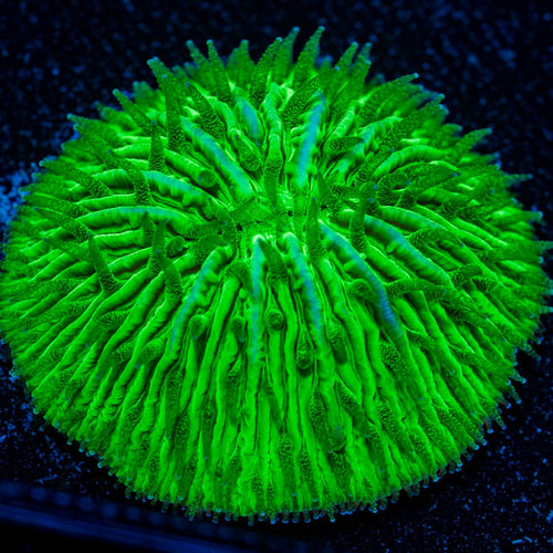 Small Plate Coral