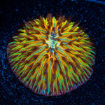 Small Plate Coral with branching fleshy heads in reef aquarium