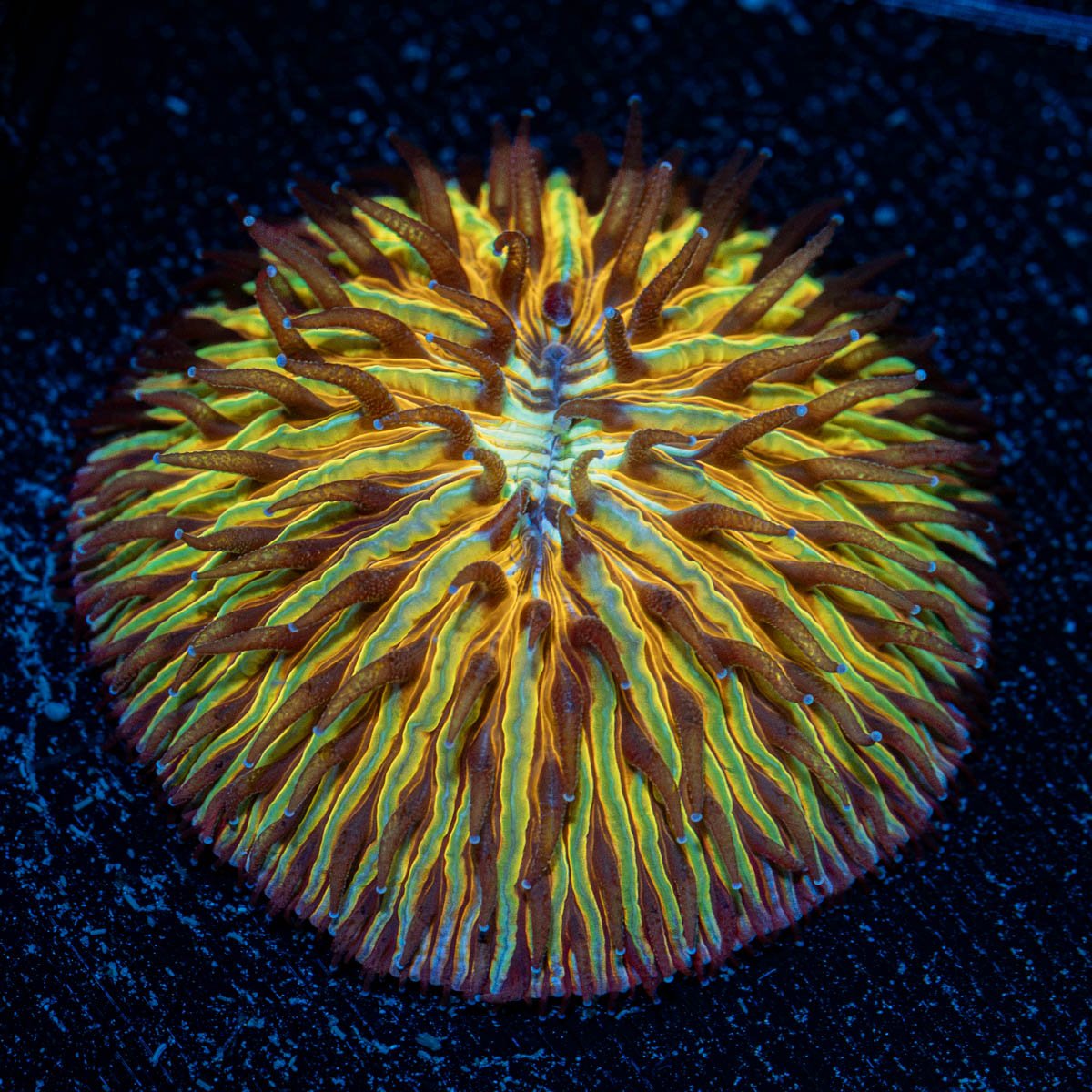 Small Plate Coral with branching fleshy heads in reef aquarium