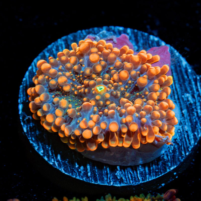 Solar Ember Orange Yuma Mushroom Coral with mushroom disc in reef aquarium