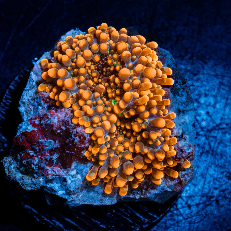 Solar Ember Orange Yuma Mushroom Coral