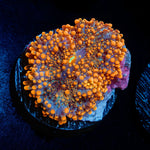 Solar Ember Orange Yuma Mushroom Coral with mushroom disc in reef aquarium