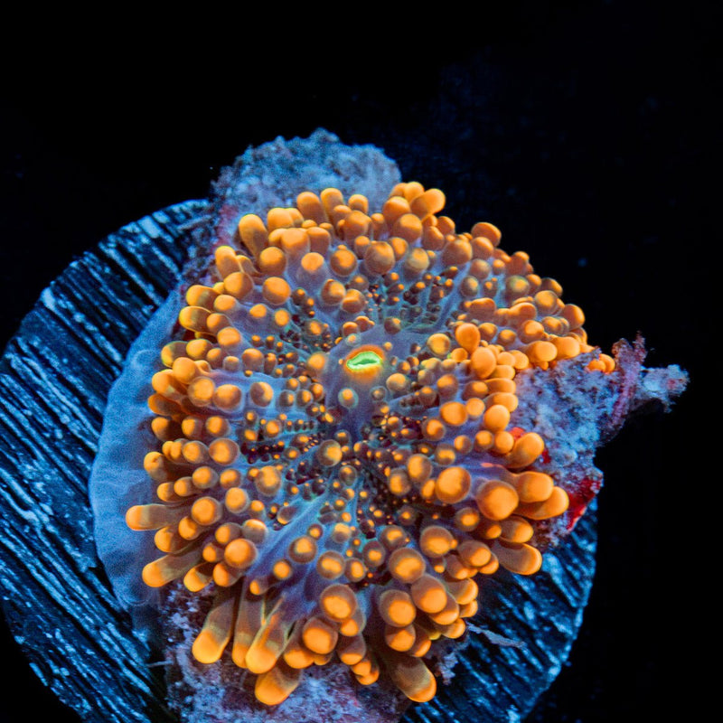 Solar Ember Orange Yuma Mushroom Coral with mushroom disc in reef aquarium