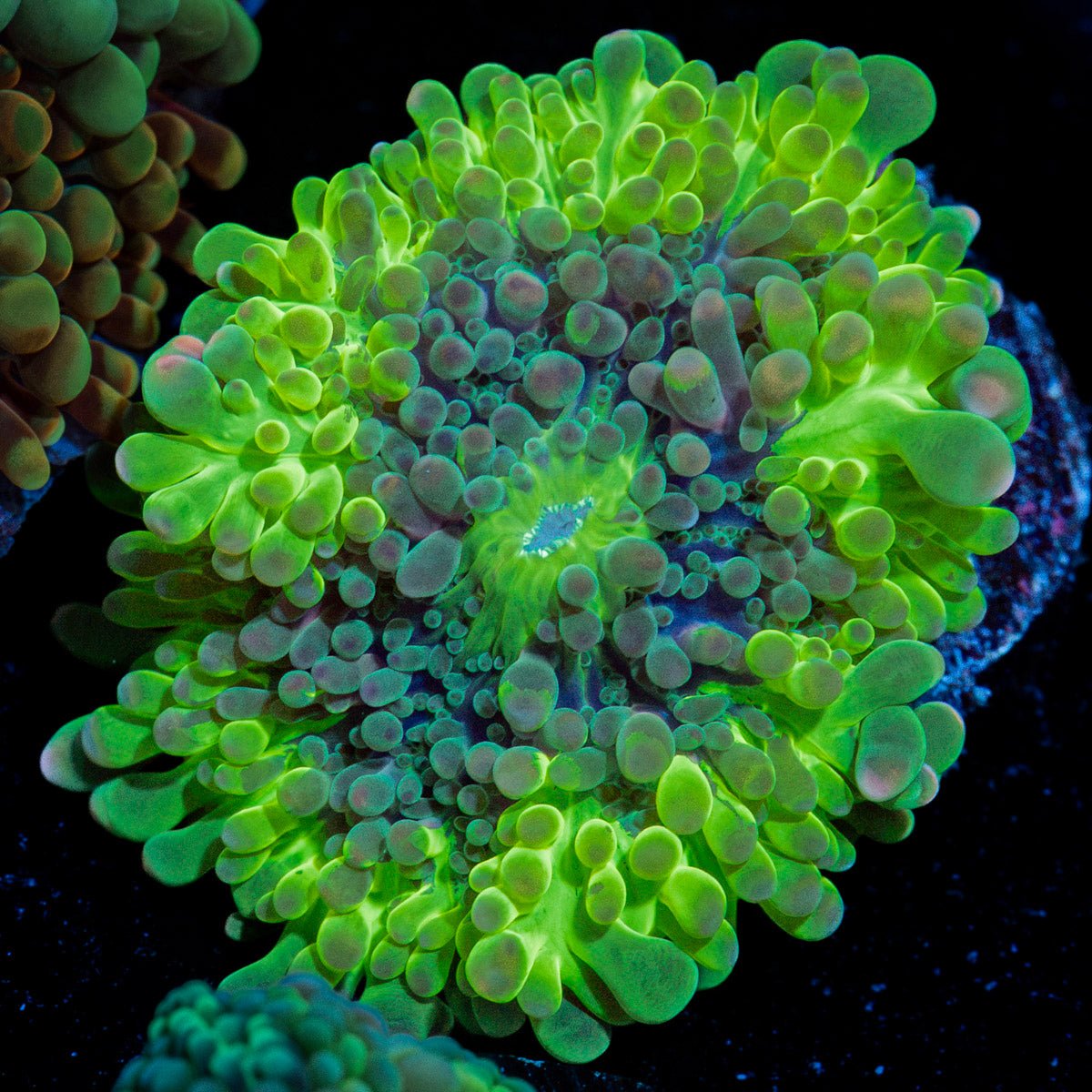 Solar Rings Yuma Mushroom Coral with mushroom disc in reef aquarium