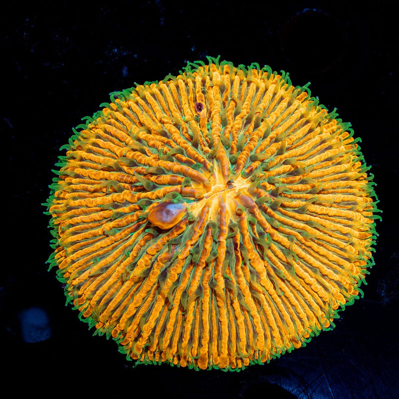 Solar Splash Fungia Plate Coral with fleshy open polyp in reef aquarium
