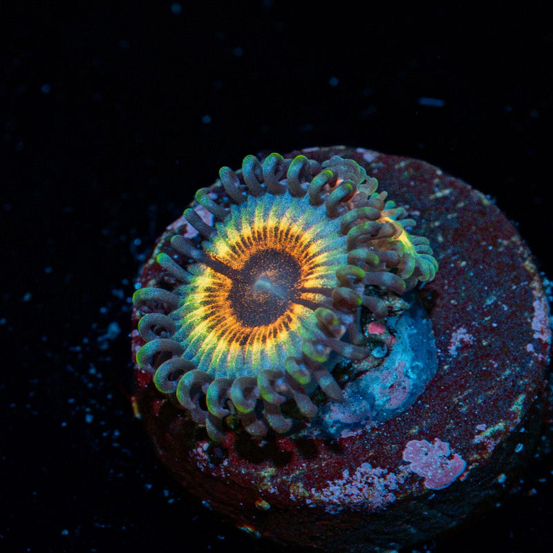 Sonic Flare Zoanthid Coral colony growth in reef aquarium