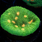 Space Invader Chalice with textured surface in a reef aquarium