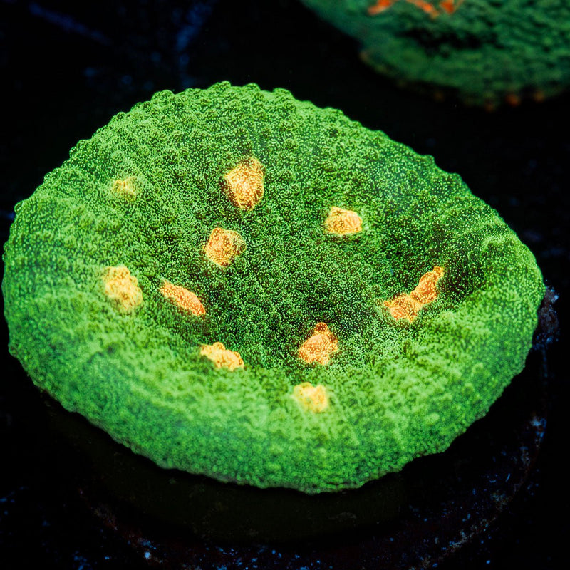 Space Invader Chalice Coral