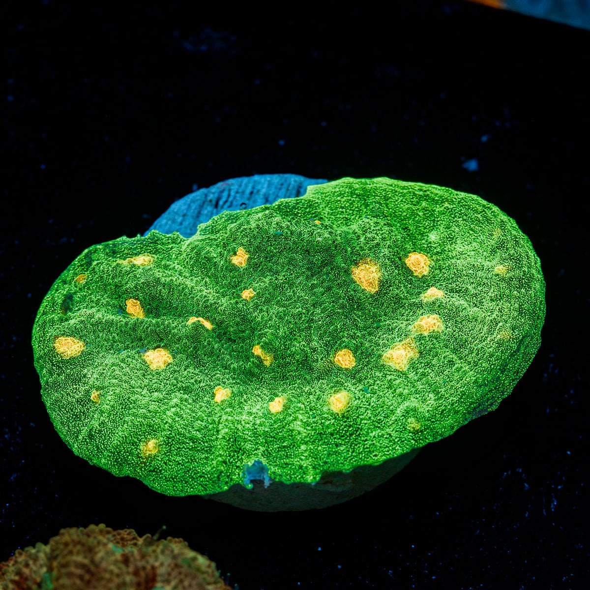 Space Invader Chalice Coral with encrusting growth in reef aquarium