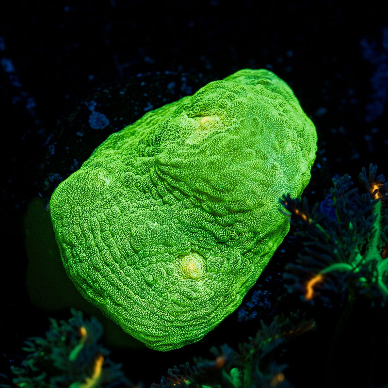 Space invader Chalice Coral with encrusting growth in reef aquarium