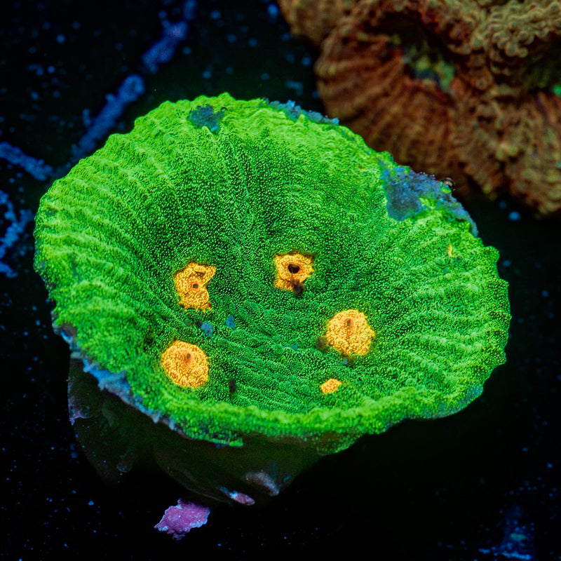Space Invader Chalice Coral with encrusting growth in reef aquarium