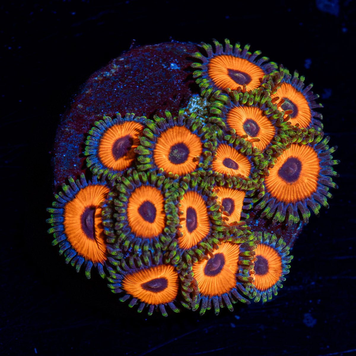 Spaghettio Zoanthid Coral colony growth in reef aquarium
