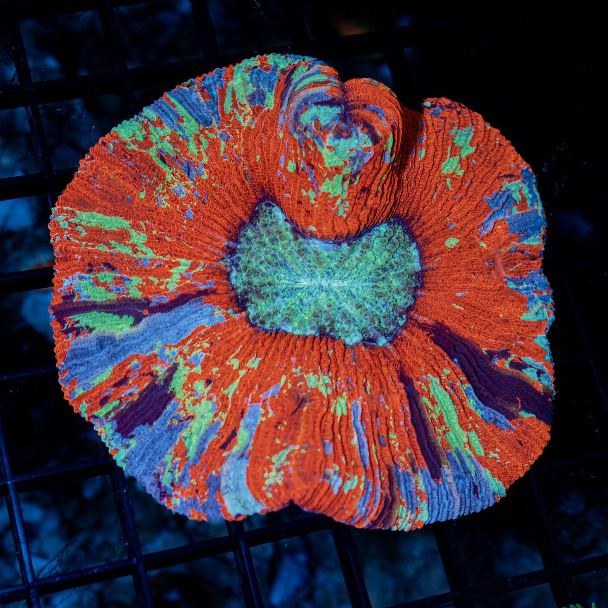 Spider Man's Trackaphyllia Coral
